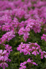 Pink blooming geraniums