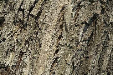 Close-up of bark