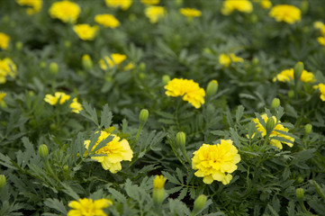 Yellow marigolds