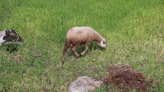 Sheep