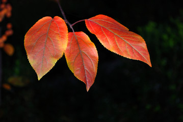 Three orange leaves