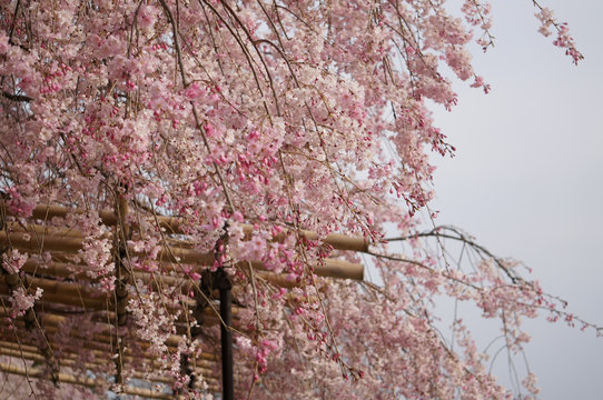 Sakura