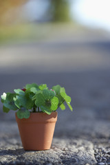Flower pot with clover, close-up, selective focus
