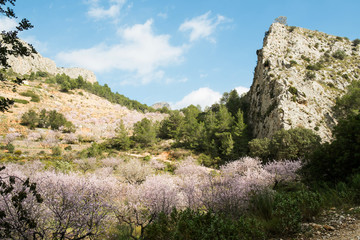 Almond tree blossom
