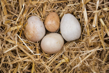 Eier im Stroh
