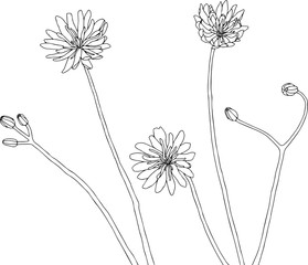 Wildflowers illustration vector. Line drawing in black and white, no background.