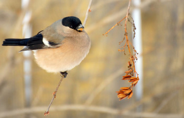Bullfinch female is eating plant seeds on the bush outdoor in winter