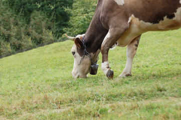 Cow at meadow