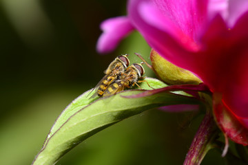 Two bees in mating