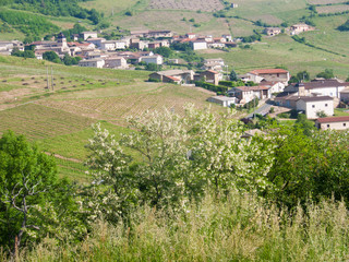 vigne, vauxrenard, beaujolais, rhone, France