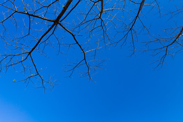 The silhouette of tree