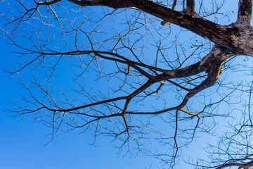 Obraz premium The silhouette of tree