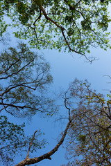 The silhouette of tree