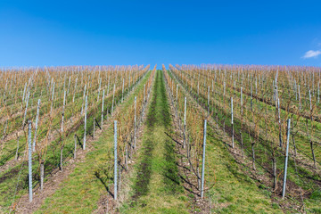 Vineyard Winter Landscape Empty Green Beautiful Blue Skies Warm Weather Spring Grass Preparing