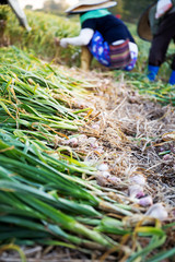 Fresh garlic