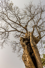 Fototapeta na wymiar The silhouette of tree