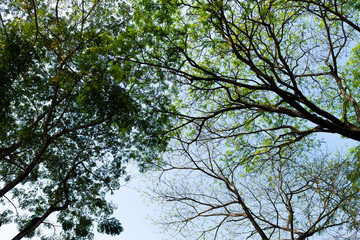 The silhouette of tree