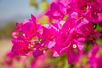 Pink bougainvillea flower - obrazy, fototapety, plakaty