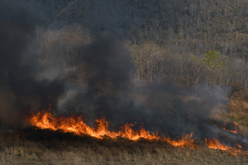 smoke from the wildfire in the forrest.