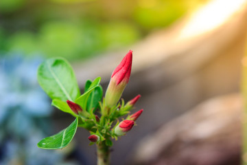 Desert Rose or Impala Lily flower