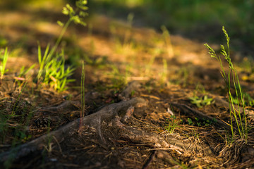 Sunrise in a forest