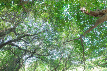 Naklejka premium 亜熱帯の森