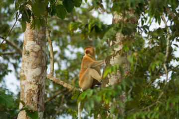 Proboscis Monkey Natural at Tree Habitat in Borneo, Malaysia