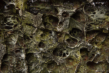 Dark green background