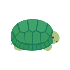 甲羅に隠れたカメ