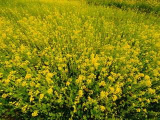 Obraz premium Rape blossoms 