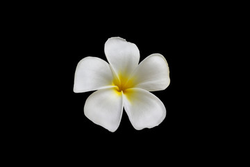 Fototapeta na wymiar Isolate beautiful charming white flower plumeria or frangipani on black background