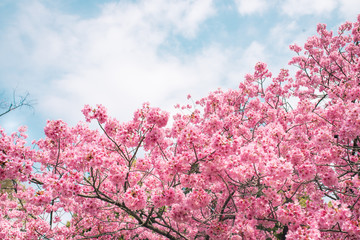 Beautiful cherry blossom sakura in spring time over blue sky.