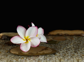 Fototapeta na wymiar Sweet pink yellow flower plumeria or frangipani on water and pebble in boutique style