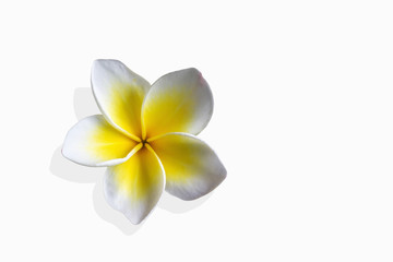 Fototapeta na wymiar Beautiful flower plumeria or frangipani in Asia boutique style background
