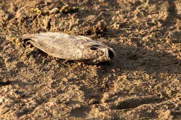 Salton Sea, California