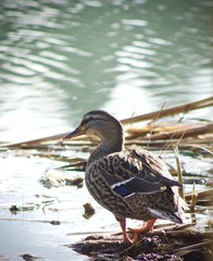 Mallard Duck on pond 