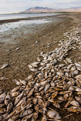 Salton Sea, California