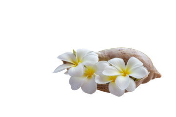 Isolate yellow white flowers beautiful Frangipani decorated in sea conch shell on white background