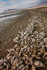 Salton Sea, California
