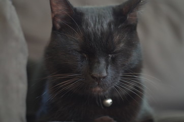 黒猫の昼寝
