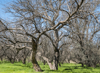 Mesquite Trees and Grass-Catalina State Park-Tucson