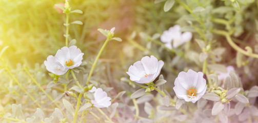 Lovely white mosss-rose, Purslane or sun plant flower in dreamy light