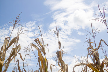 Corn crop ready for harvest