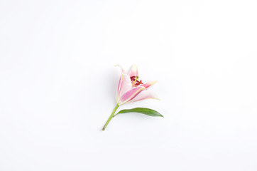 Pink Lily put on white background.