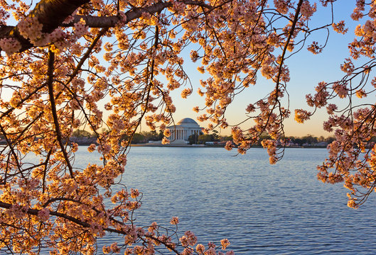 Cherry blossom abundance around Tidal Basin in Washington DC, USA. Thomas Jefferson Memorial across Tidal Basin during cherry blossom season in US capital.