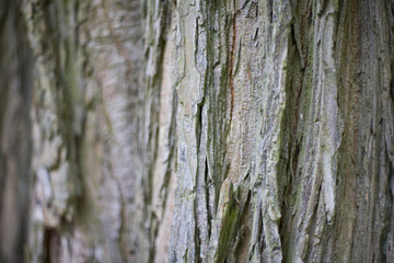 Bark of a tree