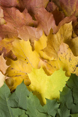 Naklejka na ściany i meble Leaves in autumn