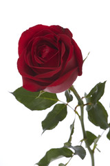 Long Stem Red Rose