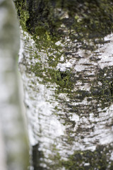 Bark of a tree
