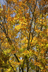 Fototapeta na wymiar Tree in autumn